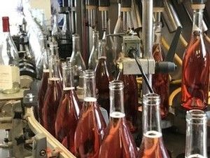 Bottling line filling clear glass bottles with pink wine.