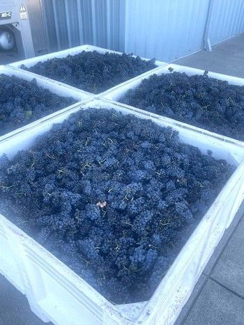 Four white bins filled with dark blue grapes, ready for winemaking.