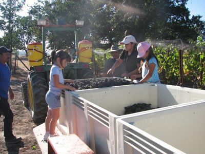 People harvesting grapes into bins in a vineyard, with a tractor nearby and children helping.