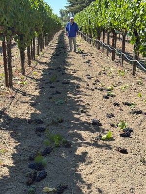 Vineyard rows with a person walking in the center path on a sunny day.