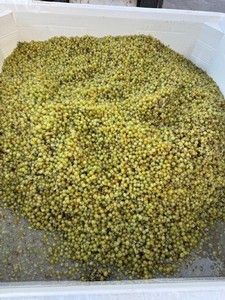 Pile of green, spherical mung beans in a white container.
