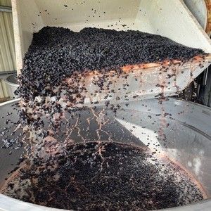 Crushed grapes pouring from a container into a stainless steel vat; the winemaking process.