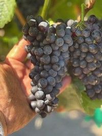Hand holding a cluster of ripe, dark purple grapes on the vine, sunlight.