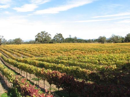 Vineyard with rows of grapevines, yellow and red leaves, under a blue sky with clouds.