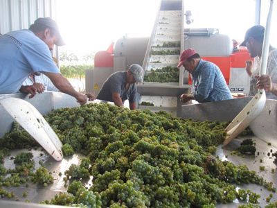 Workers sorting green grapes at a winery, loading them onto a machine; metal bins, outdoor setting.