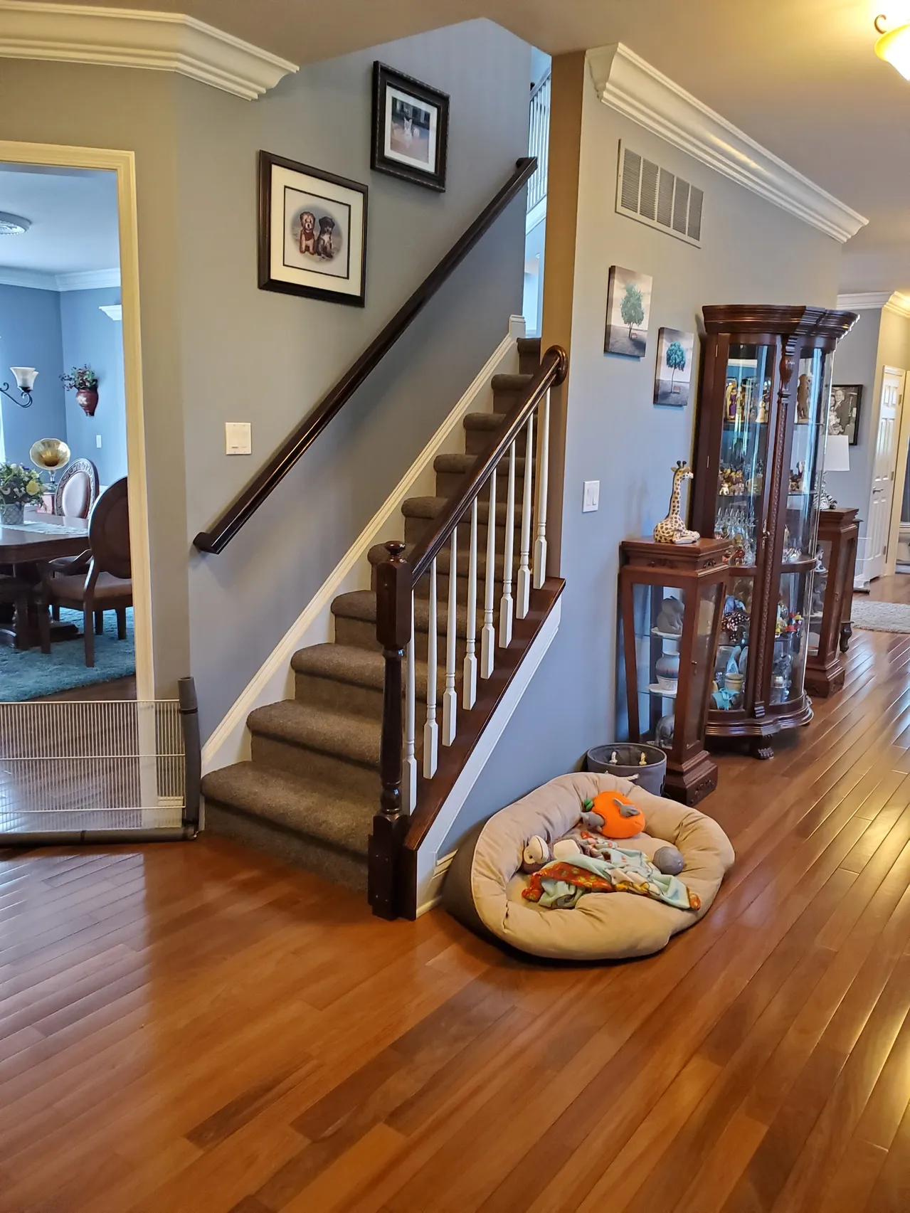 Staircase with brown banister and carpeted steps. Hardwood floor, blue walls, dog bed.