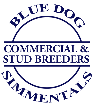 Blue Dog Simmentals Commercial & Stud Breeders
