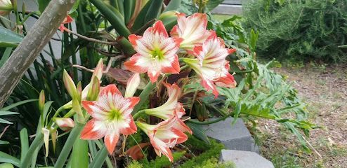 A bunch of red and white flowers are growing in a garden.