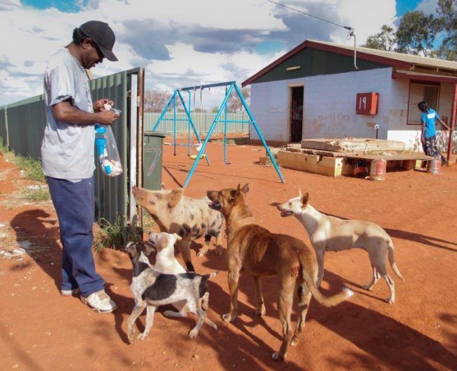 A man standing next to a group of dogs