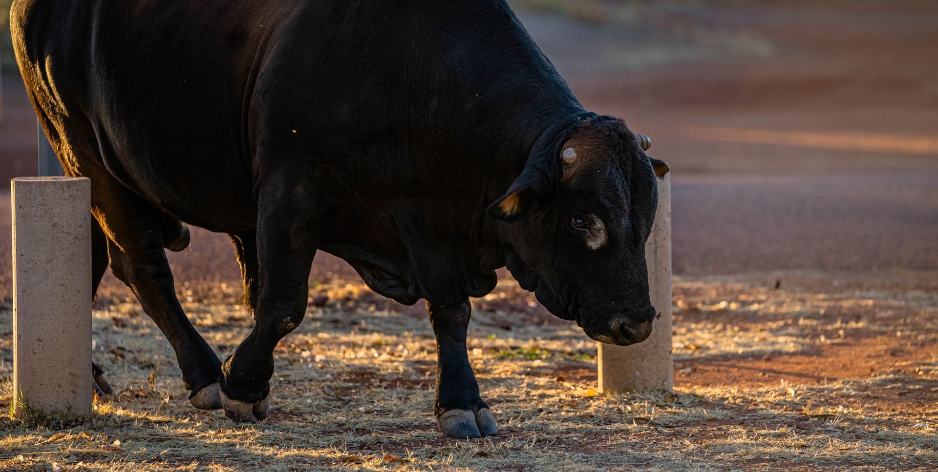 A black bull is standing next to a stone fence.