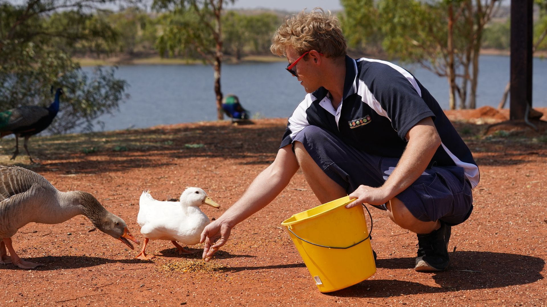 A man is feeding ducks from a yellow bucket