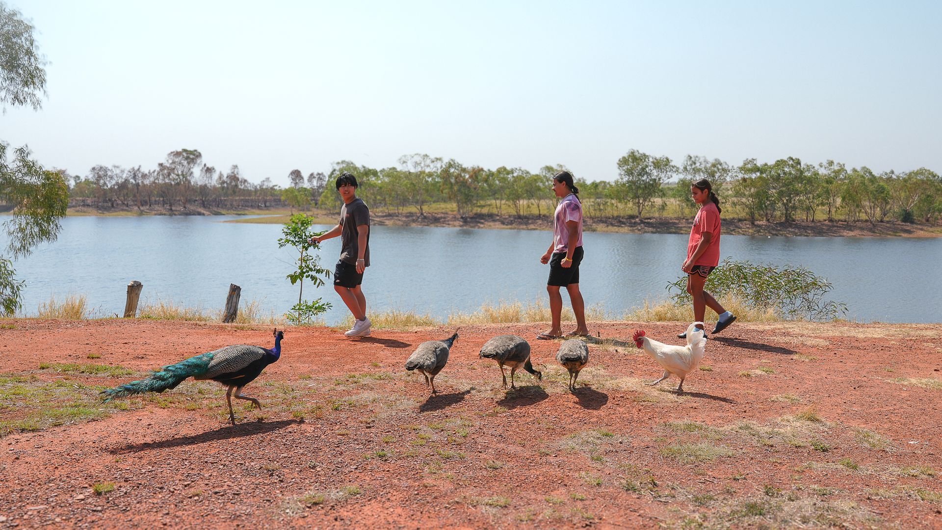 A group of people are feeding peacocks and ducks near a lake.