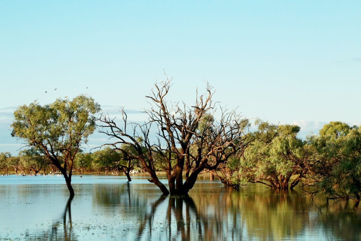 A group of trees standing in the middle of a lake.