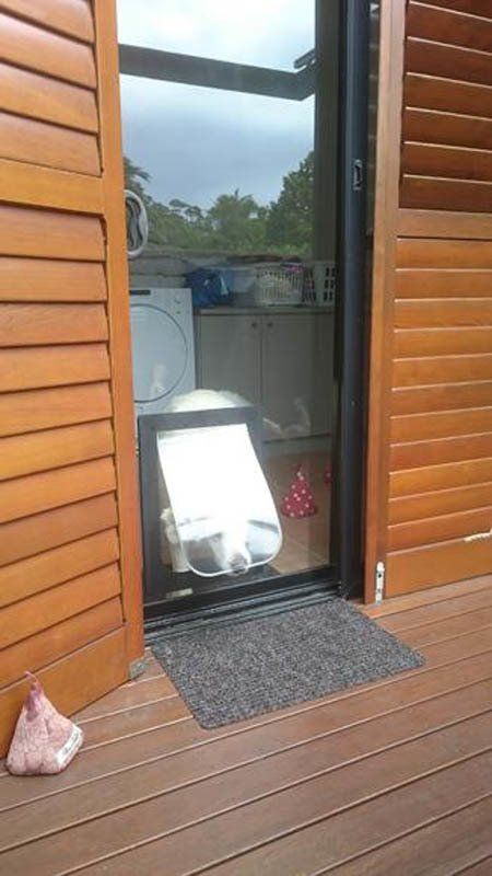 dog door