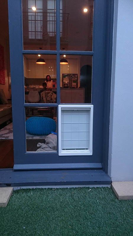 pet door in blue door