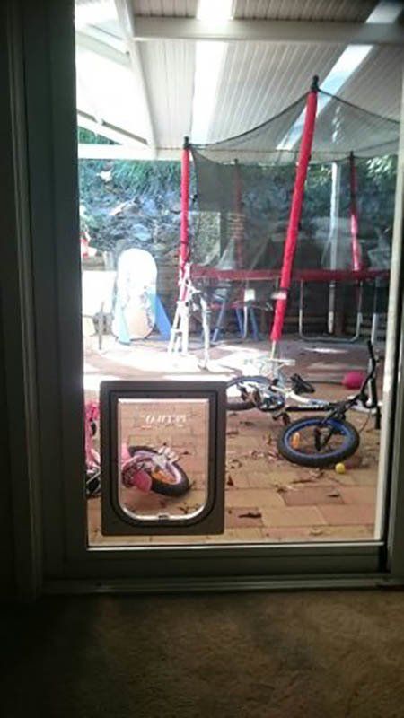 pet door to play area