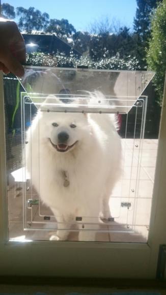 cute white dog standing by dog door