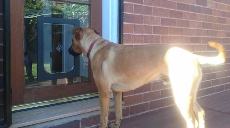 large dog looking through dog door