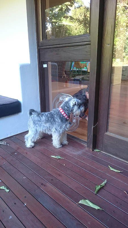 dog going through dog door