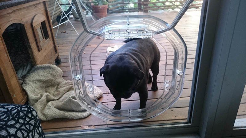 black dog going through dog door