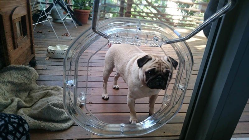 dog looking through pet door