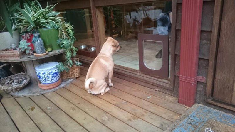 dog sitting by pet door
