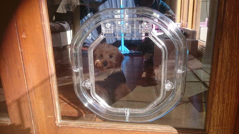 close up of dog door