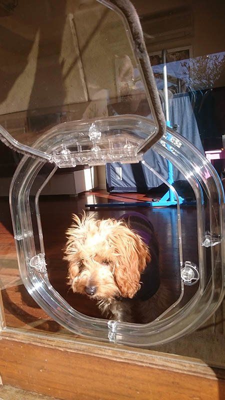 dog's head in dog door