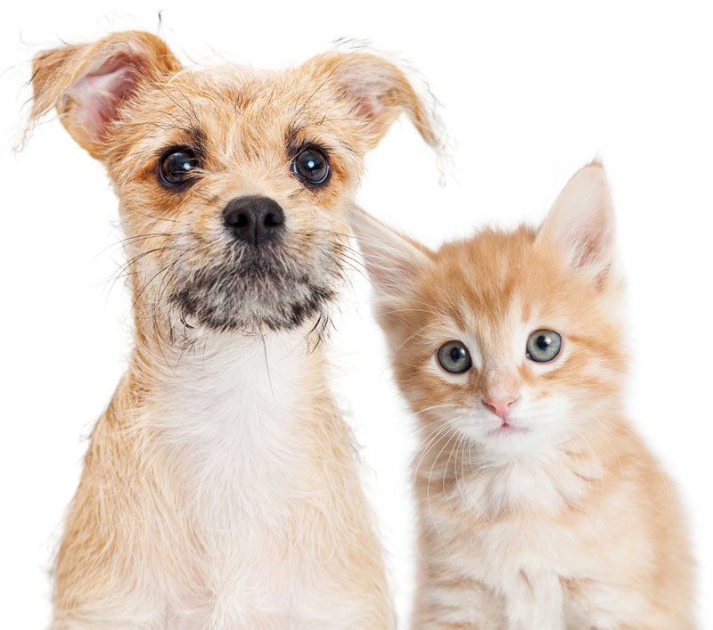 orange tabby cat and small dog