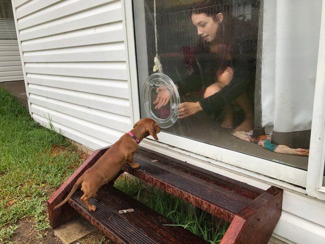 brown dog learning to use dog door