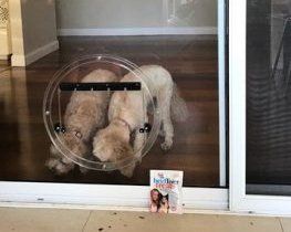 two dogs by glass dog door