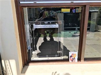 glass dog door