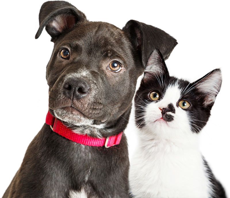 black lab and black and white kitty