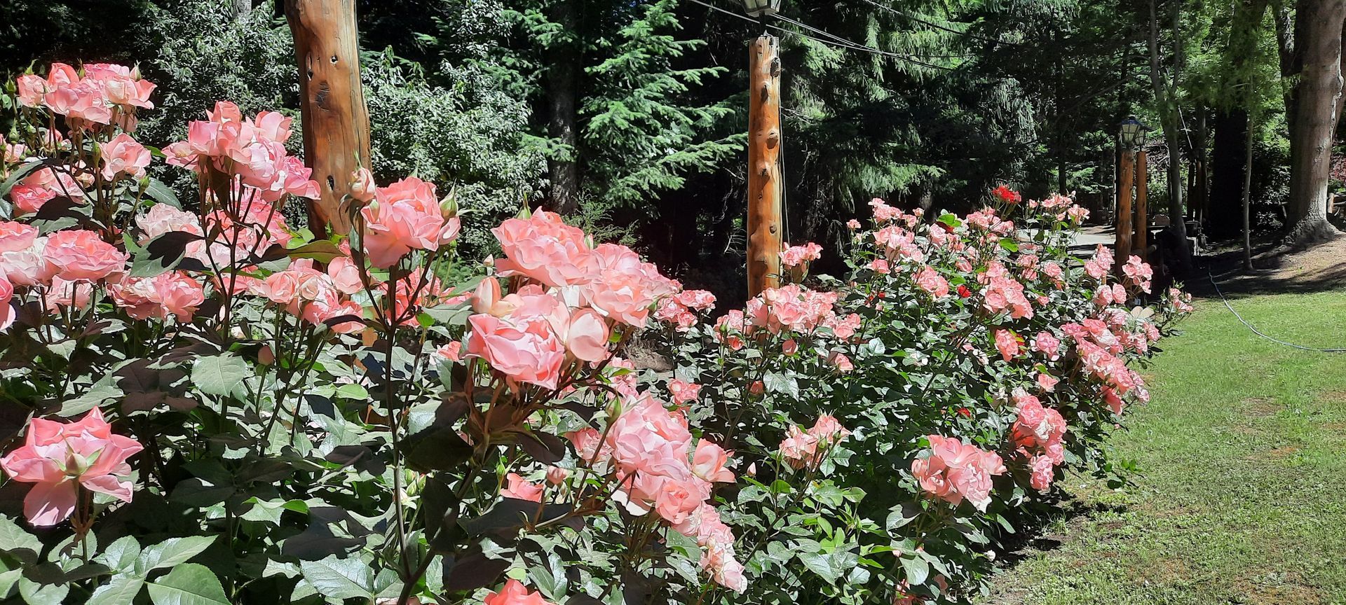 A bunch of pink flowers are growing in a garden.