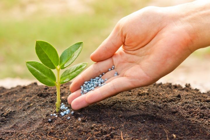 Hand sprinkling blue granules around a young plant in dark soil.