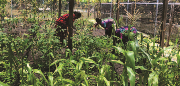 A group of people are working in a garden.