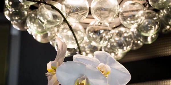 A white orchid is hanging from a chandelier.
