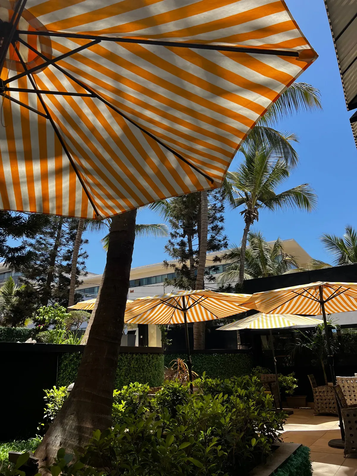 Un parapluie rayé est posé sous un palmier