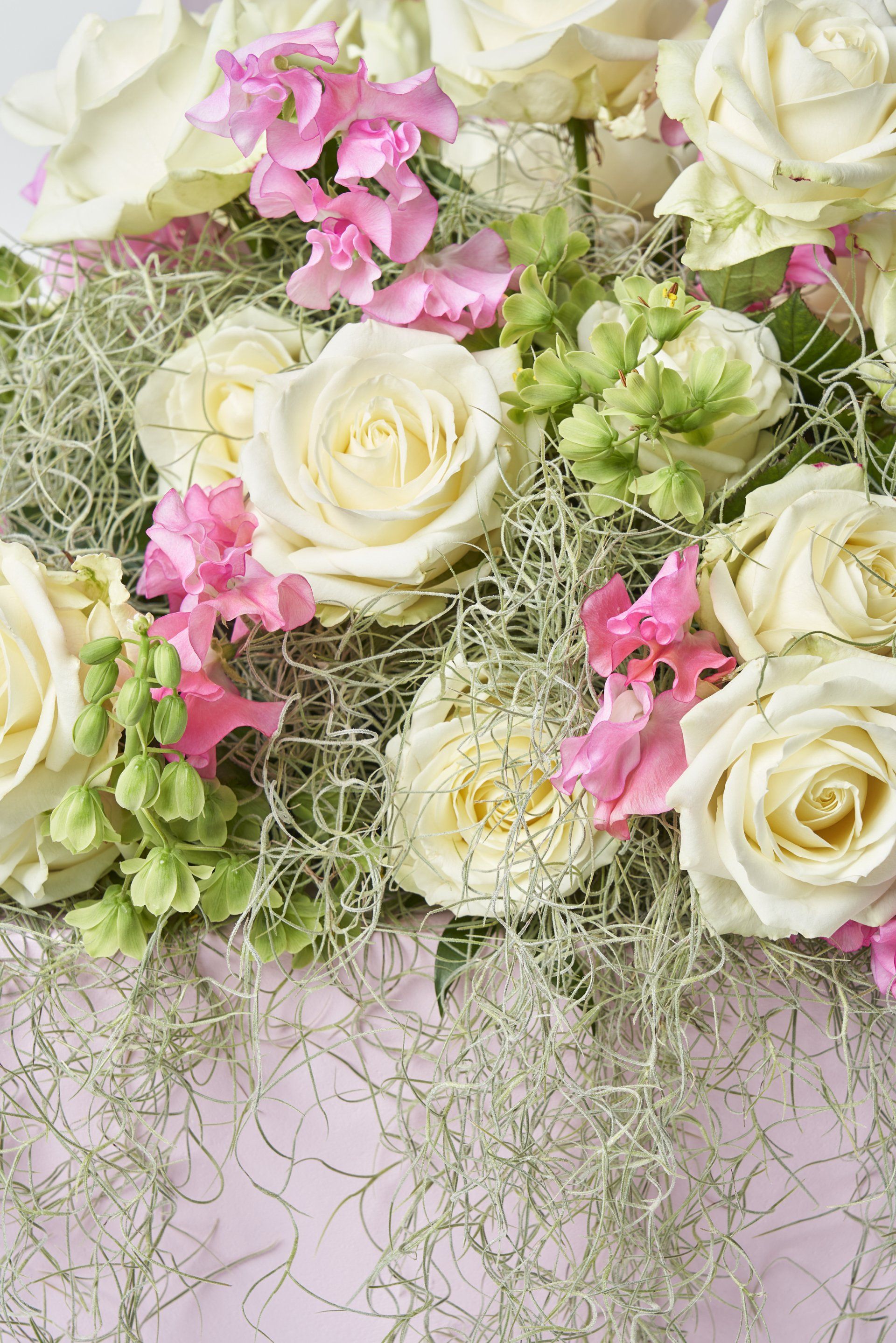 tillandsia usneoides