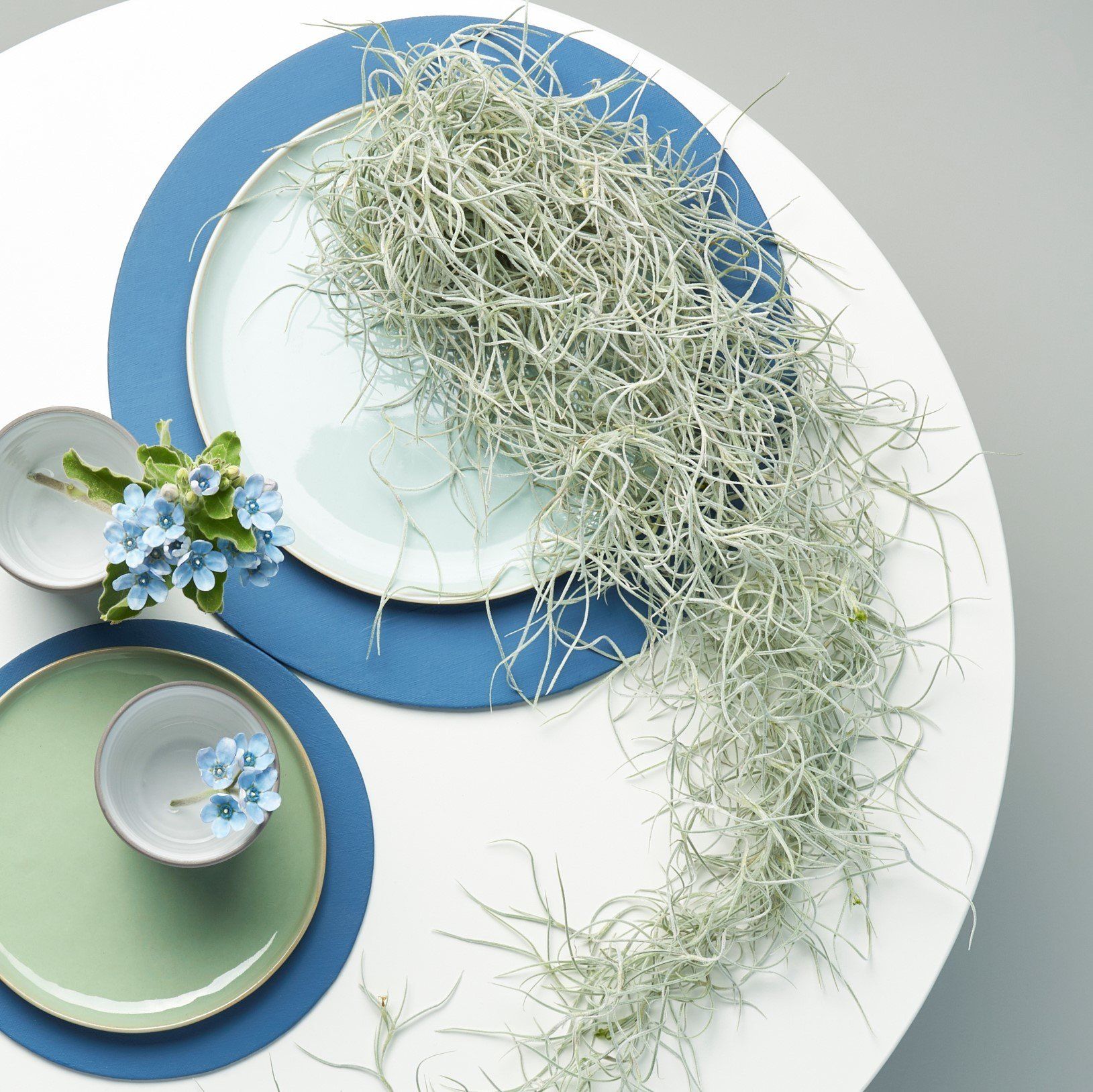 tillandsia usneoides