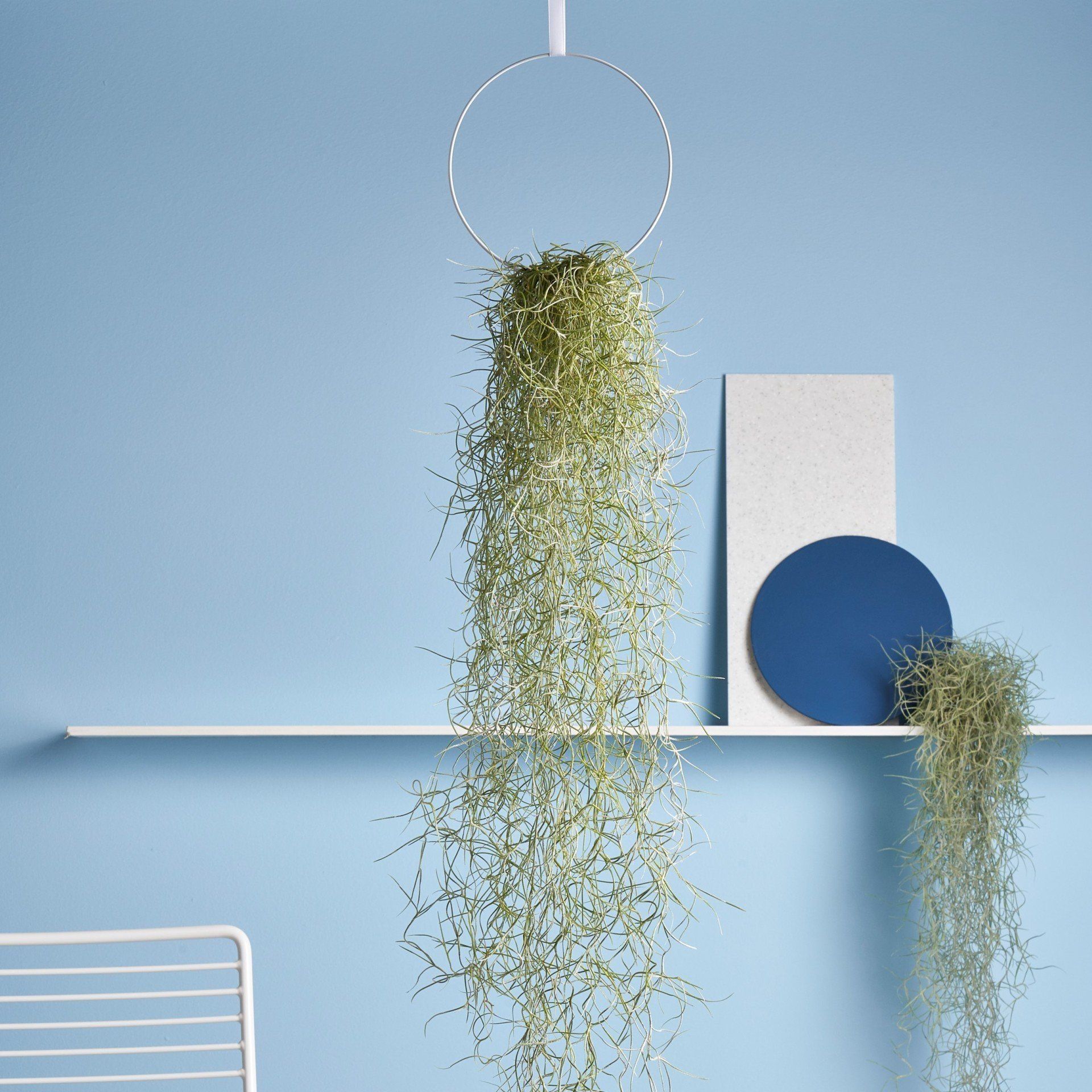 tillandsia usneoides