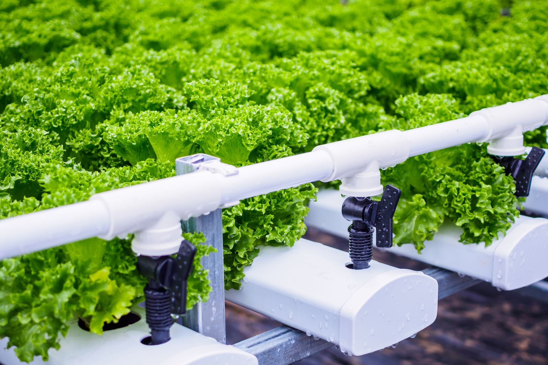 A row of lettuce plants growing in a hydroponic system.