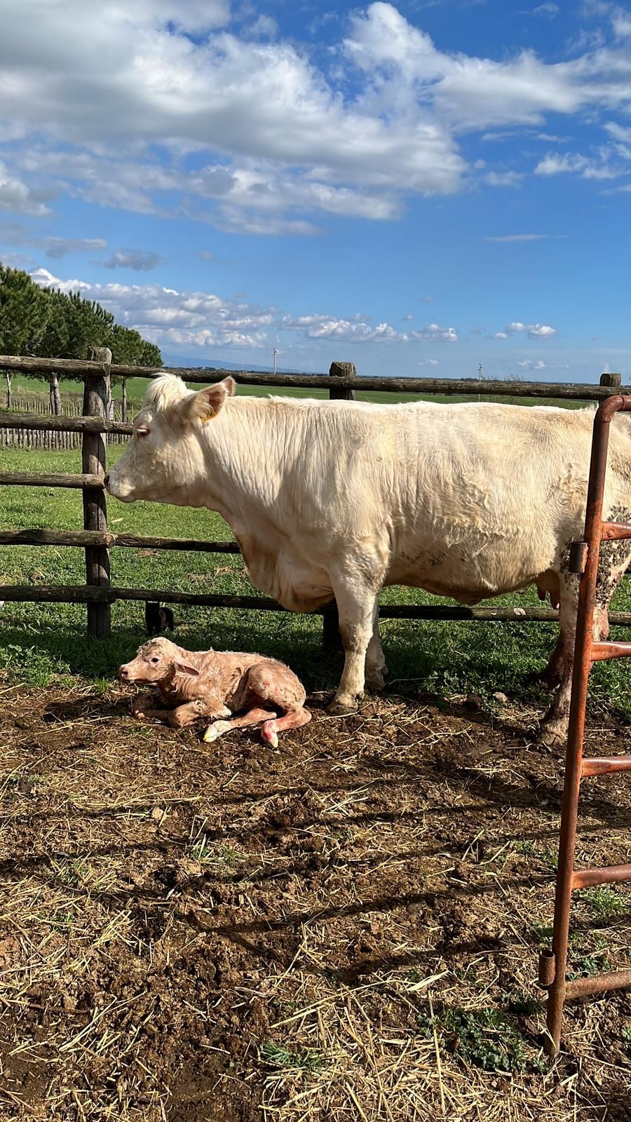 Una mucca in piedi accanto a un vitello neonato sdraiato a terra in un recinto sotto un cielo azzurro.