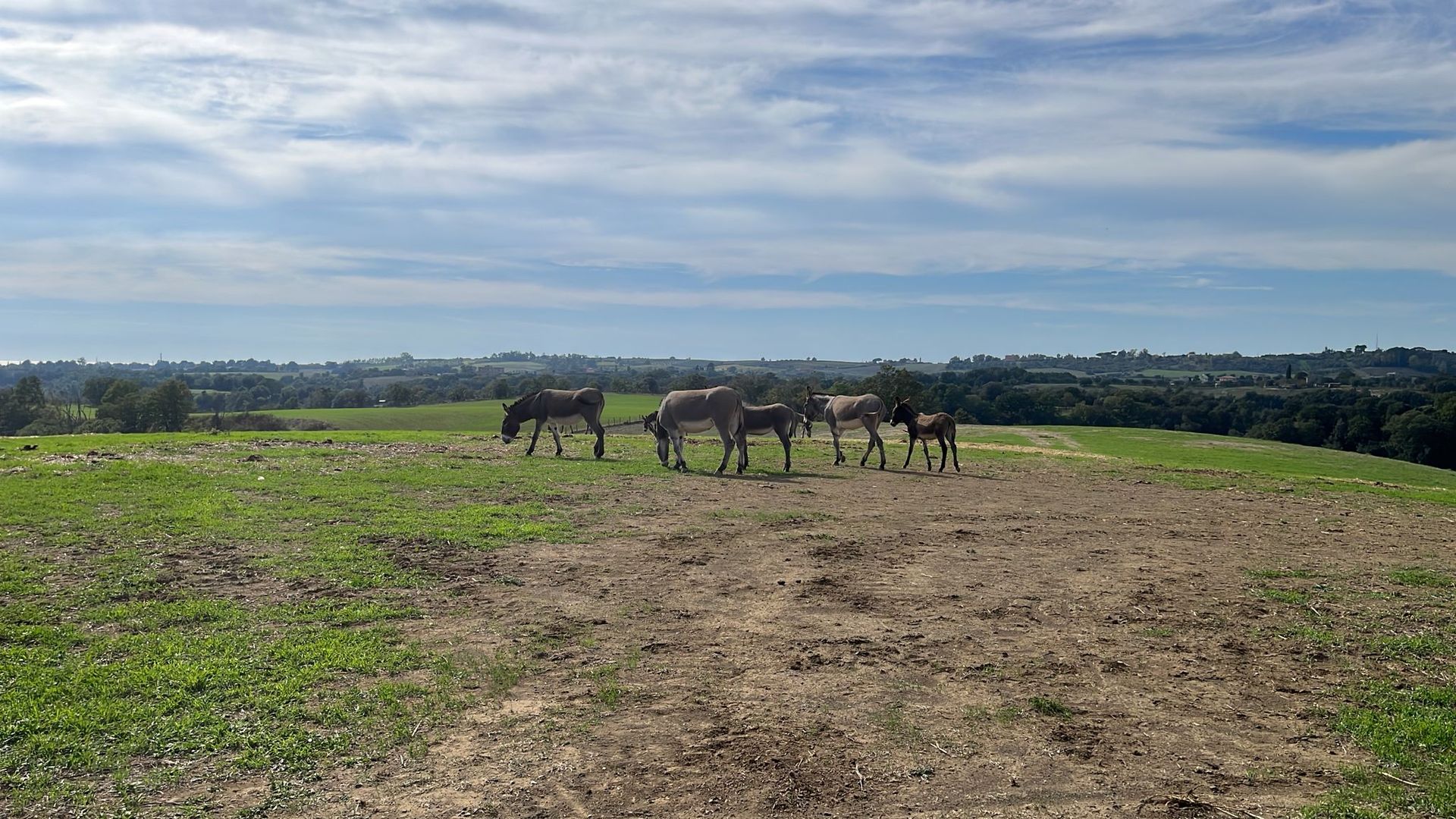 Mandria di asini al pascolo su una collina erbosa, con un paesaggio urbano in lontananza e un cielo parzialmente nuvoloso.