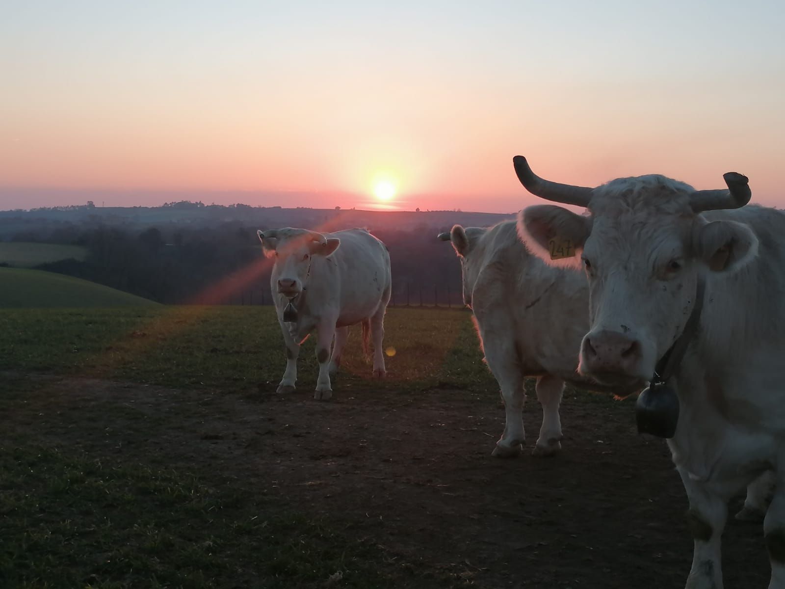 Ingresso della Tenuta Casali del Gherardo, Italia, con un cartello su un muro color pesca e un vialetto d'accesso.