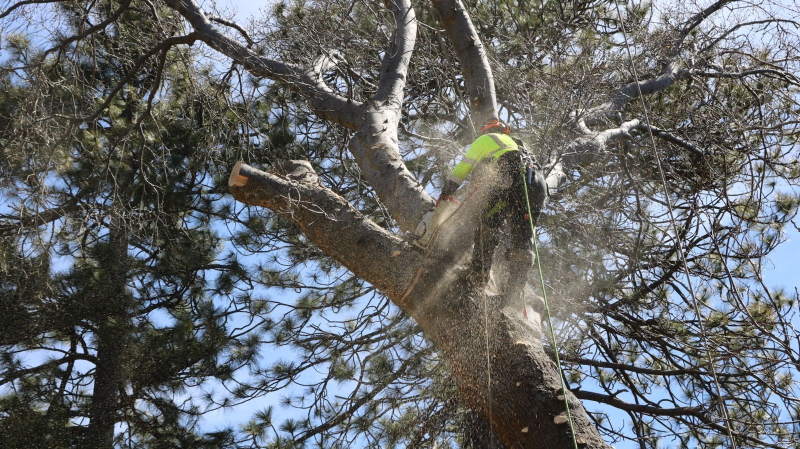 An arborist in a high-visibility yellow vest operates a chainsaw to prune a branch high up in a pine tree.