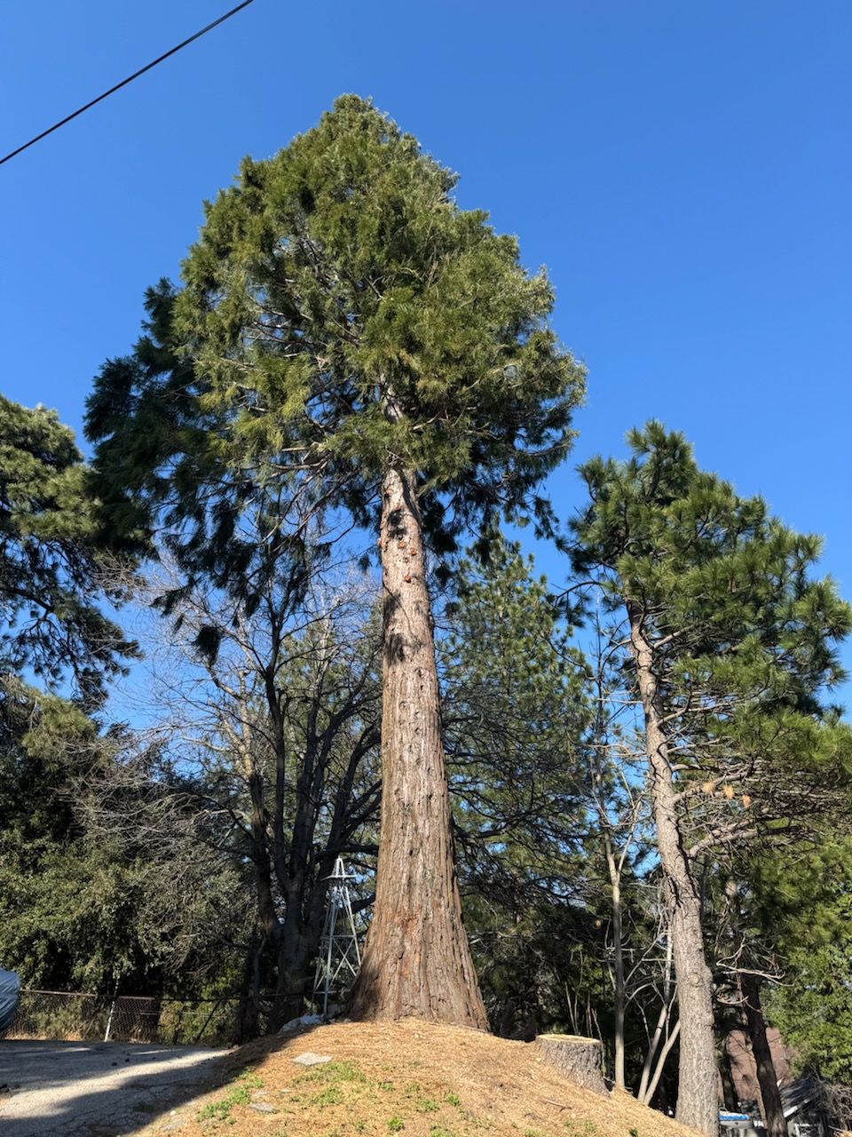 A tall, thick-trunked evergreen tree stands on a small grassy hill under a clear blue sky.
