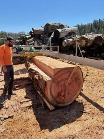 A person in an orange shirt operates a portable sawmill to cut a large, cylindrical log in a sunlit, outdoor woodlot.