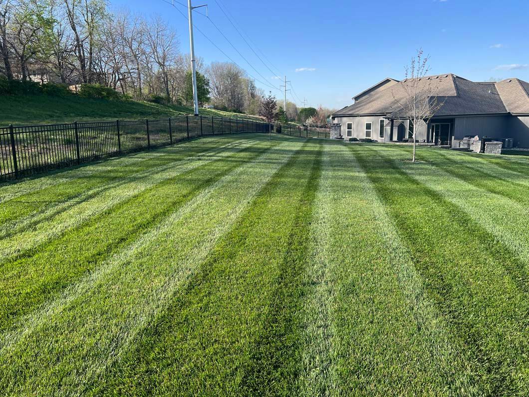 A lush green lawn with a fence in the background and a house in the background.