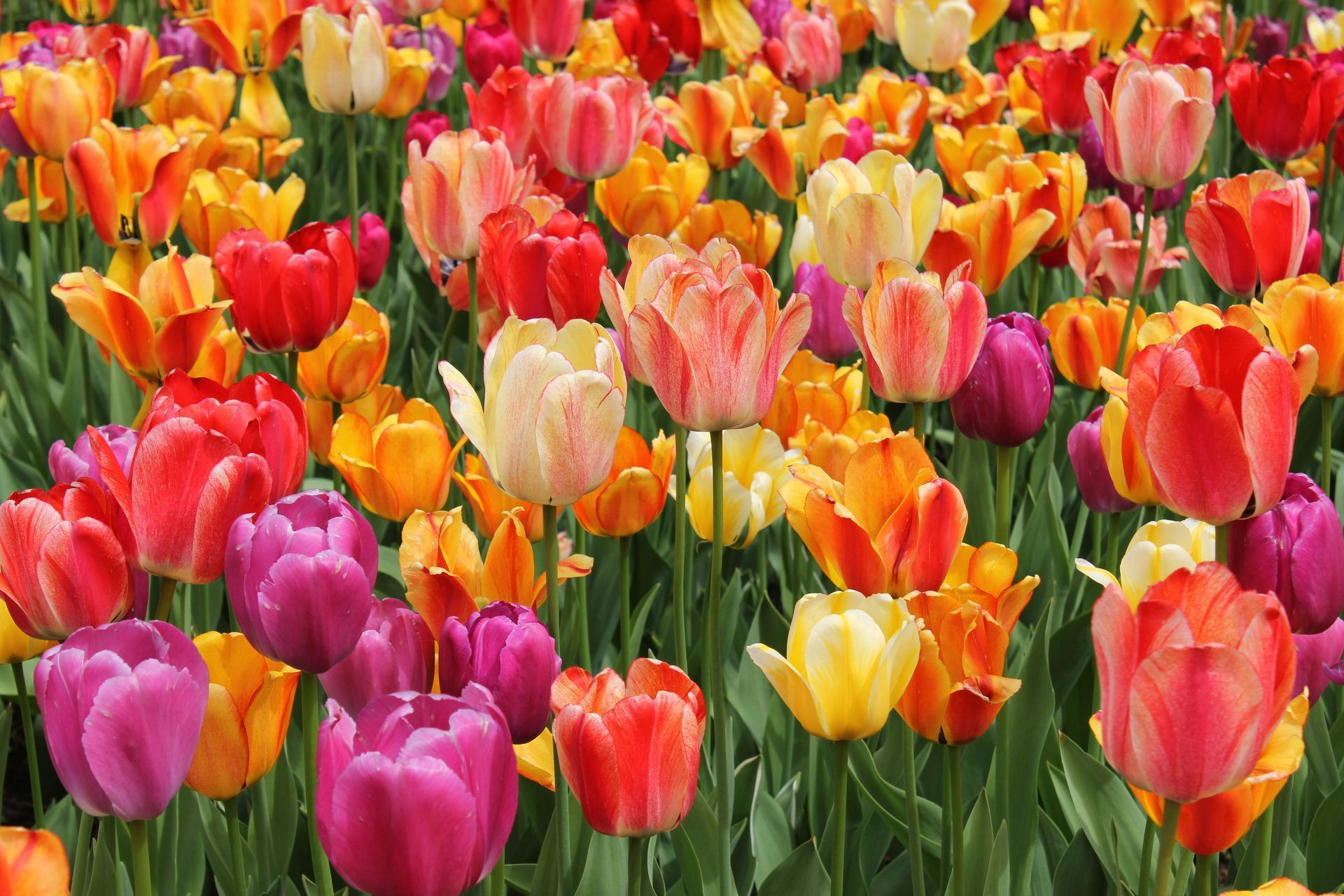 Field of colorful tulips in shades of red, orange, yellow, and purple.